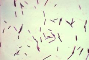 Clostridium-1