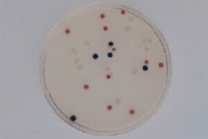 Coliform-1