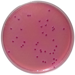 Coliform-2