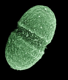 Enterococcus