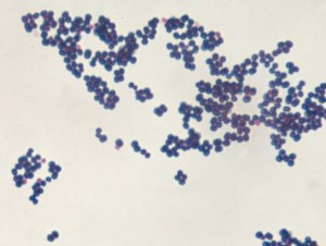 Staphylo-1